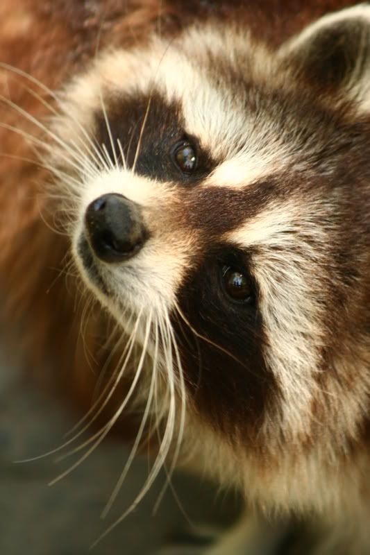 IMAGE: http://i22.photobucket.com/albums/b313/SRT101/Animals/IMG_7816.jpg