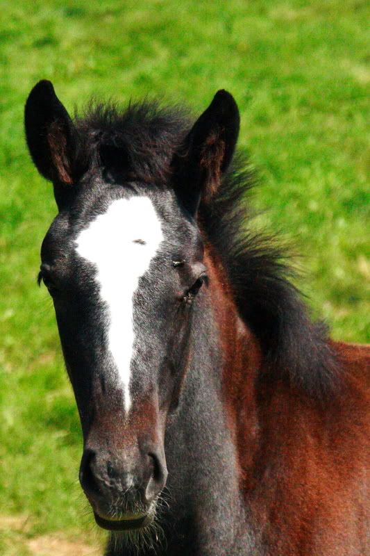 IMAGE: http://i22.photobucket.com/albums/b313/SRT101/Animals/IMG_8388.jpg