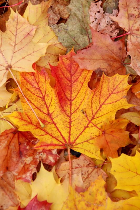 IMAGE: http://i22.photobucket.com/albums/b313/SRT101/Autum/IMG_3248.jpg