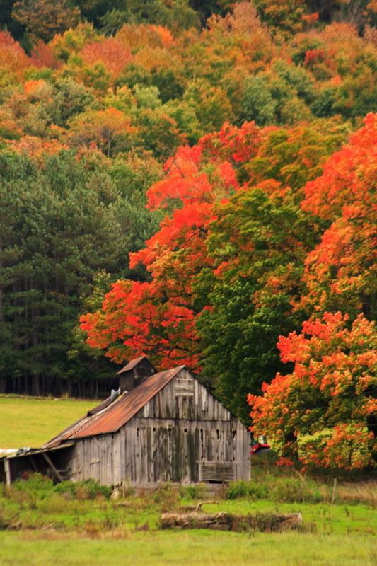 IMAGE: http://i22.photobucket.com/albums/b313/SRT101/Autum/IMG_9057.jpg