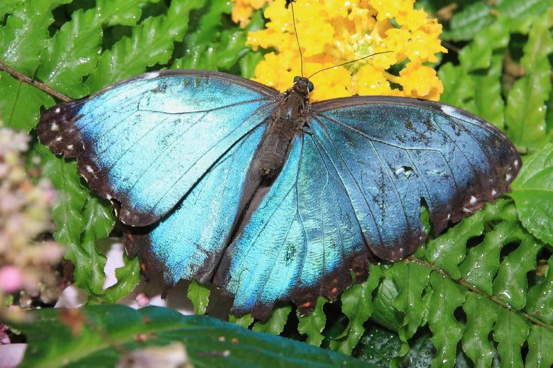 IMAGE: http://i22.photobucket.com/albums/b313/SRT101/Butterflies/IMG_0360.jpg