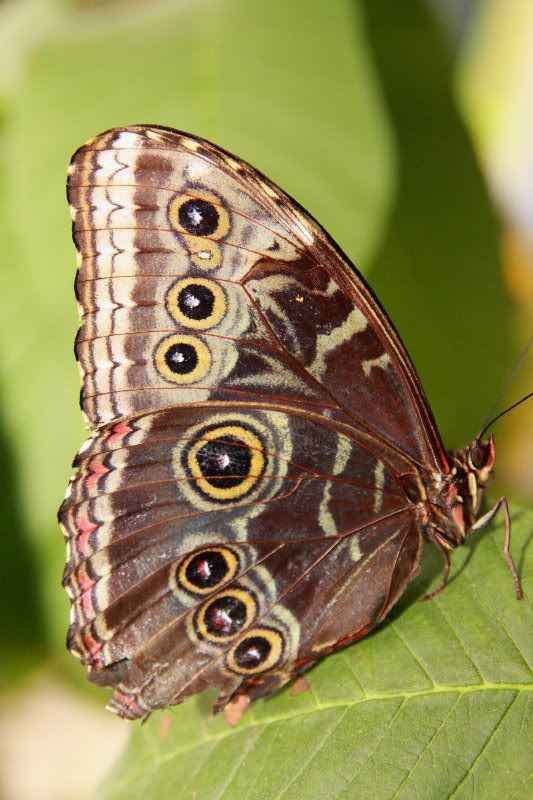 IMAGE: http://i22.photobucket.com/albums/b313/SRT101/Butterflies/IMG_0369.jpg