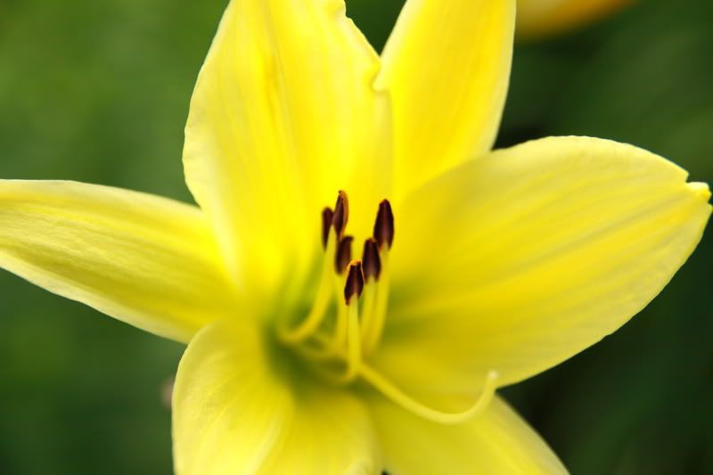 IMAGE: http://i22.photobucket.com/albums/b313/SRT101/Flowers/IMG_2824.jpg