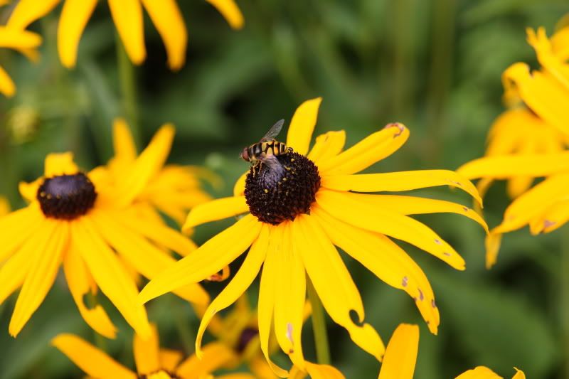 IMAGE: http://i22.photobucket.com/albums/b313/SRT101/Flowers/IMG_2831.jpg