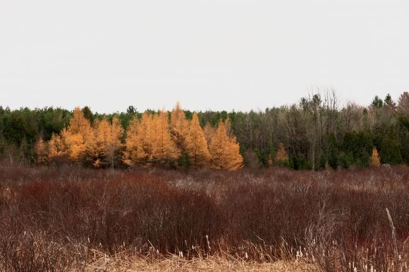 IMAGE: http://i22.photobucket.com/albums/b313/SRT101/IMG_2796-1_zps3f58e738.jpg