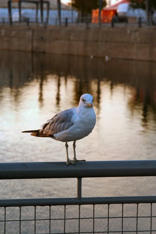 IMAGE: http://i22.photobucket.com/albums/b313/SRT101/IMG_8525.jpg