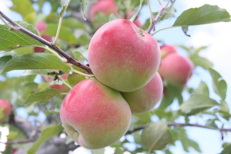 IMAGE: http://i22.photobucket.com/albums/b313/SRT101/Photobucket%20Desktop%20-%20FOUNTAIN/IMG_8516.jpg