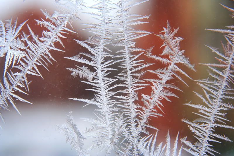 IMAGE: http://i22.photobucket.com/albums/b313/SRT101/Winter/IMG_9500-1.jpg