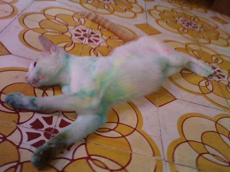 Photo Sharing and Video Hosting at Photobucket