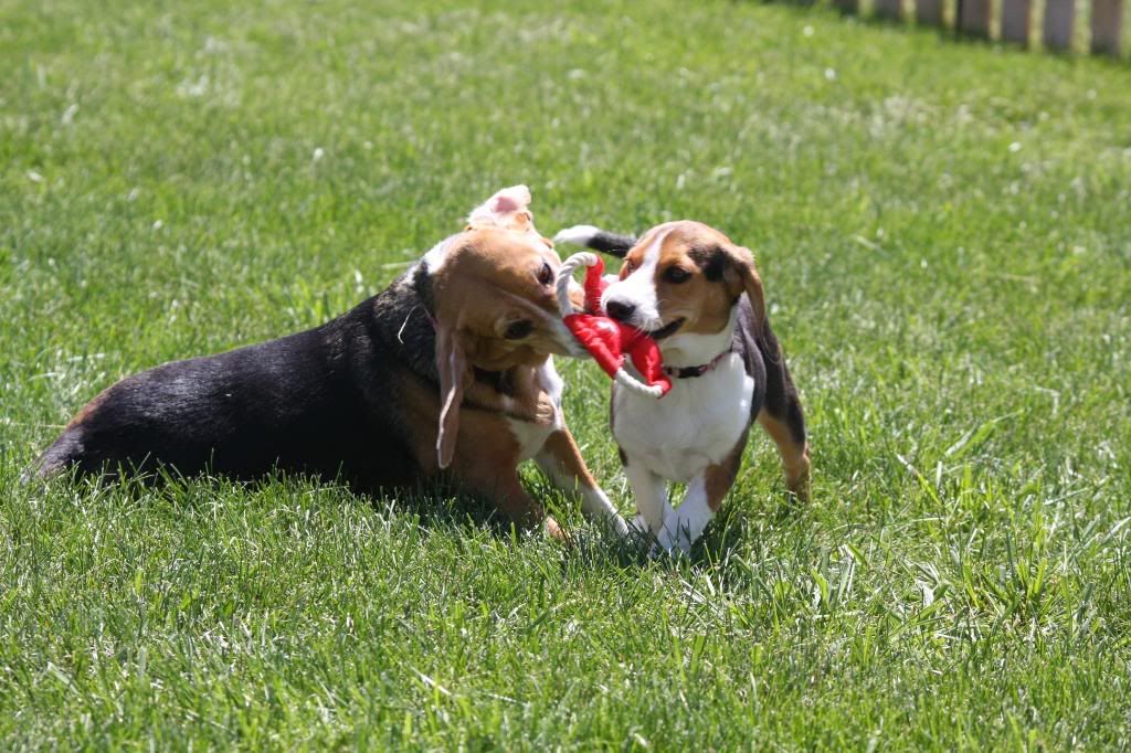 IMAGE: http://i22.photobucket.com/albums/b314/1953roadmaster/2%20pups/IMG_5285.jpg