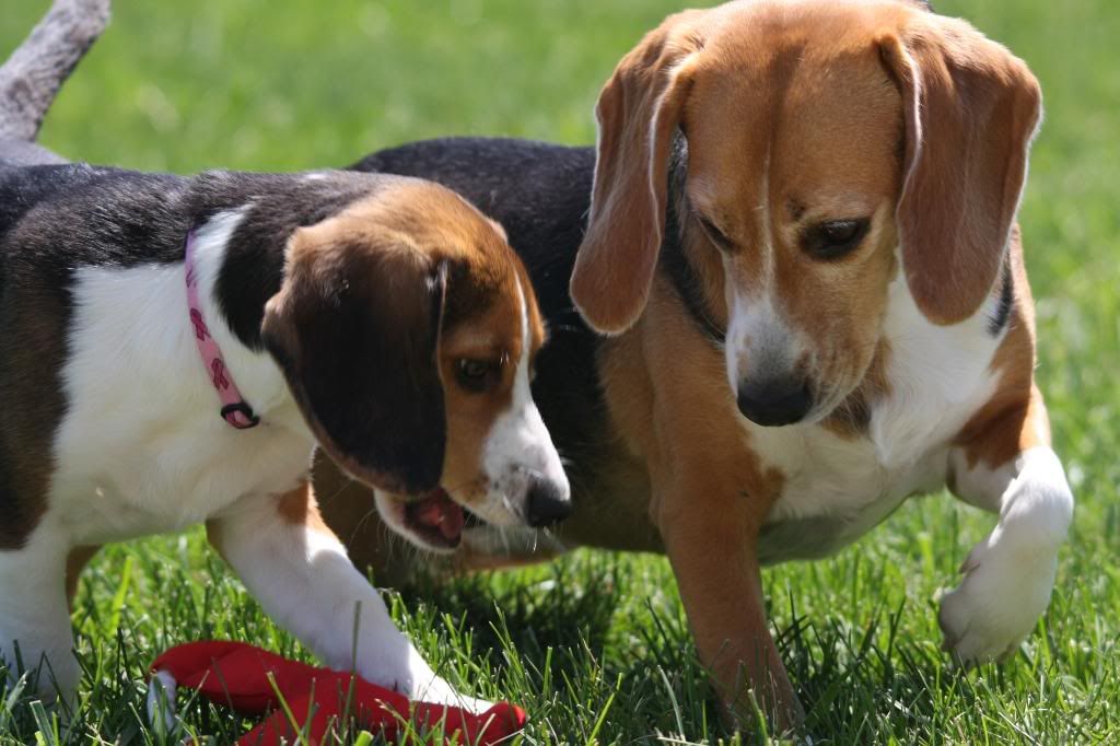 IMAGE: http://i22.photobucket.com/albums/b314/1953roadmaster/2%20pups/IMG_5307.jpg