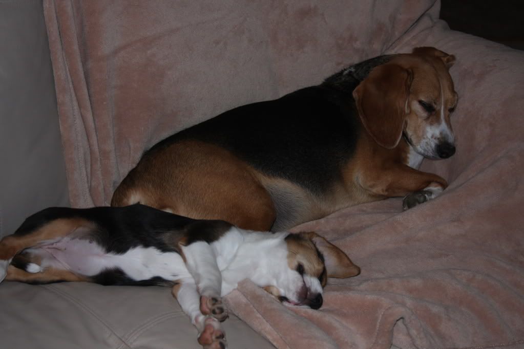 IMAGE: http://i22.photobucket.com/albums/b314/1953roadmaster/Daisy/IMG_4614.jpg