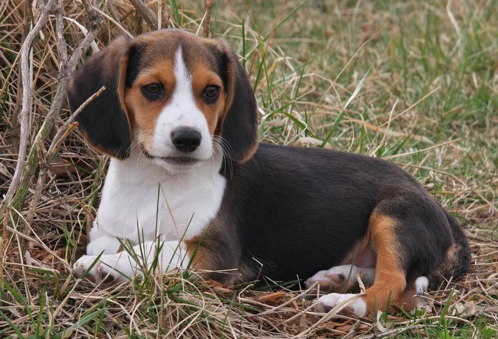 IMAGE: http://i22.photobucket.com/albums/b314/1953roadmaster/Daisy/IMG_4626_edited-1.jpg