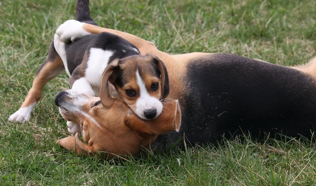 IMAGE: http://i22.photobucket.com/albums/b314/1953roadmaster/Daisy/IMG_4644_edited-1.jpg