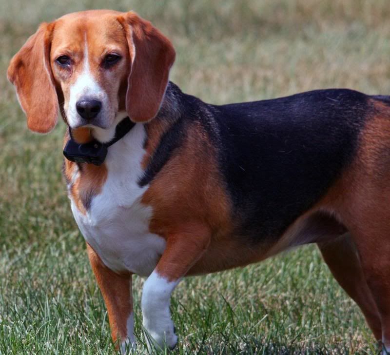 IMAGE: http://i22.photobucket.com/albums/b314/1953roadmaster/Puppy%20pics/563bca7c.jpg