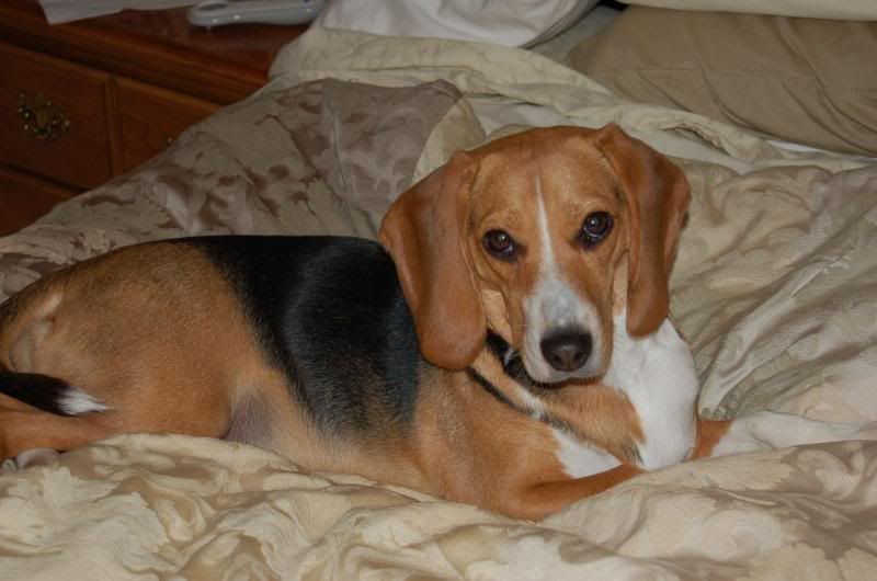 IMAGE: http://i22.photobucket.com/albums/b314/1953roadmaster/Puppy%20pics/DSC_0020.jpg