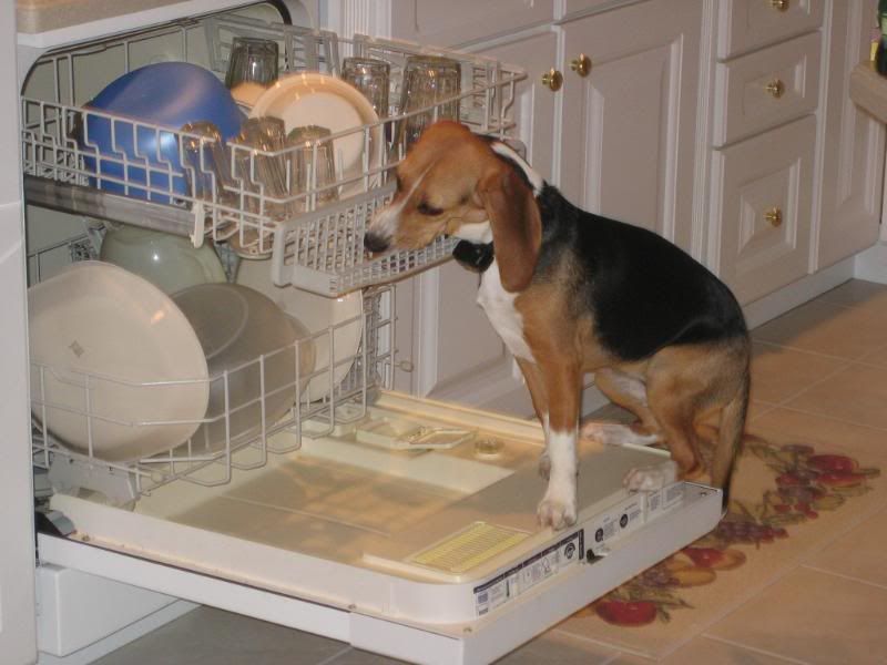 IMAGE: http://i22.photobucket.com/albums/b314/1953roadmaster/Puppy%20pics/IMG_0116.jpg