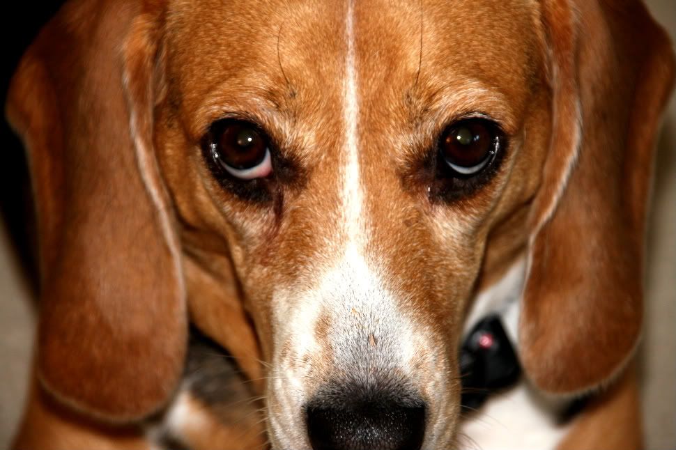 IMAGE: http://i22.photobucket.com/albums/b314/1953roadmaster/Puppy%20pics/e2292449-1.jpg