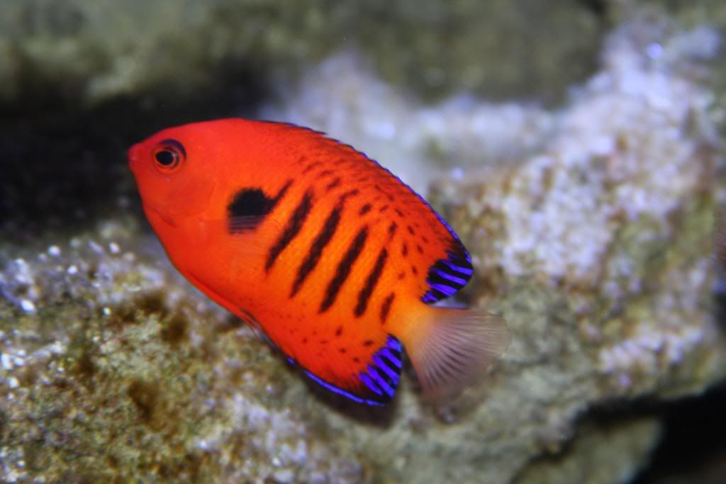 IMAGE: http://i22.photobucket.com/albums/b314/1953roadmaster/aquarium/IMG_5186.jpg