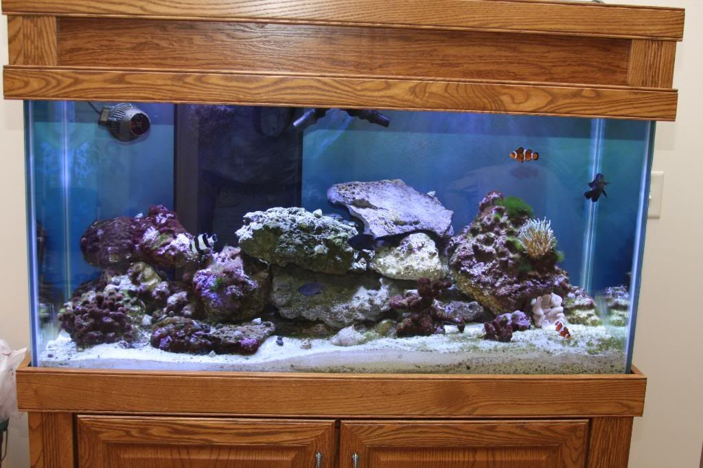 IMAGE: http://i22.photobucket.com/albums/b314/1953roadmaster/aquarium/IMG_5190.jpg