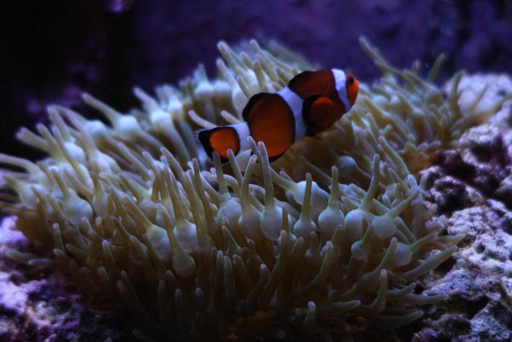 IMAGE: http://i22.photobucket.com/albums/b314/1953roadmaster/aquarium/IMG_6259.jpg