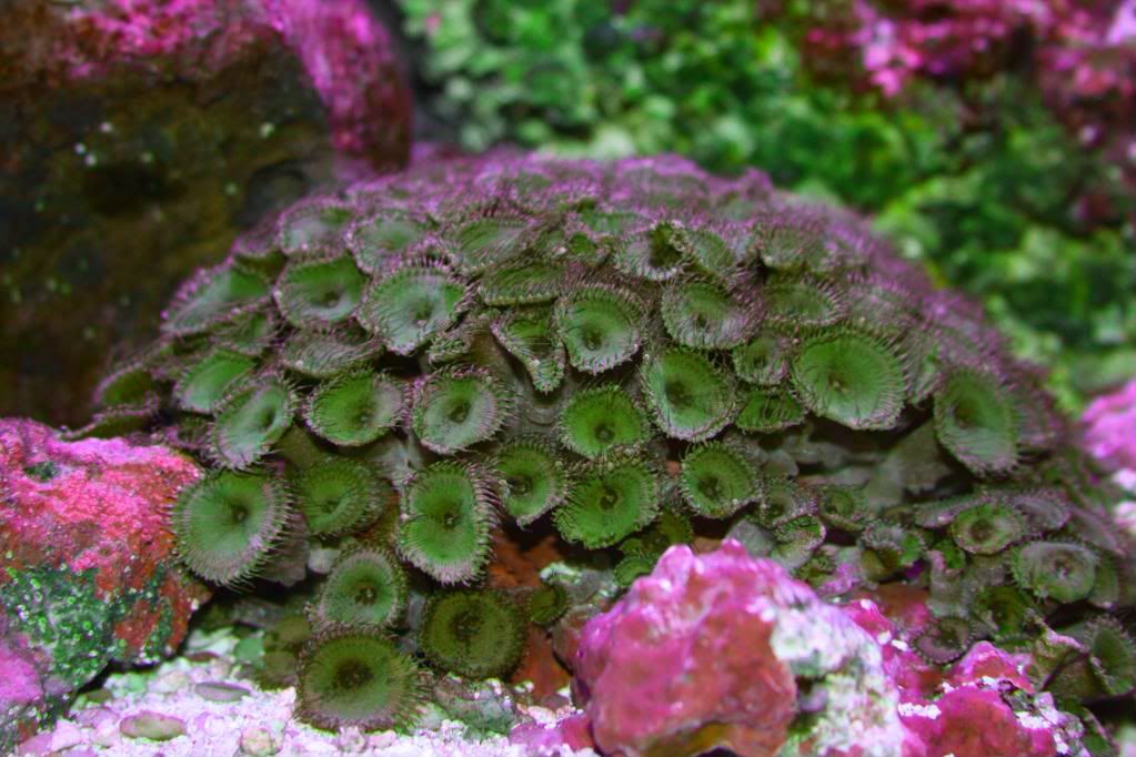 IMAGE: http://i22.photobucket.com/albums/b314/1953roadmaster/aquarium/IMG_6303-1.jpg