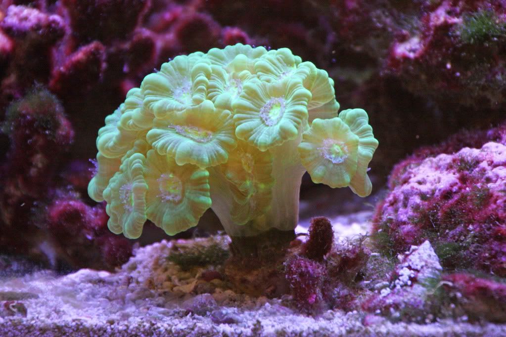 IMAGE: http://i22.photobucket.com/albums/b314/1953roadmaster/aquarium/IMG_6612_edited-1.jpg