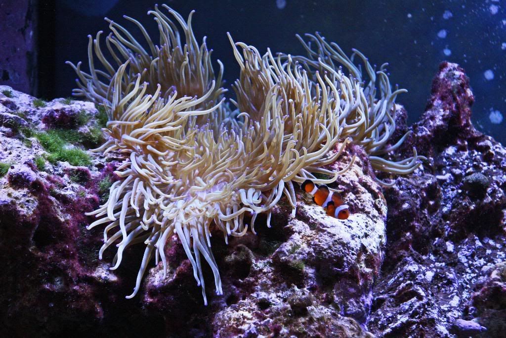 IMAGE: http://i22.photobucket.com/albums/b314/1953roadmaster/aquarium/IMG_6615_edited-1.jpg