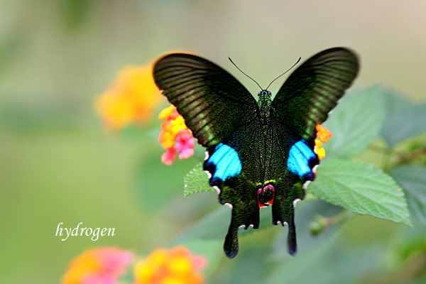 Photo Sharing and Video Hosting at Photobucket