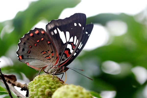 Image hosting by Photobucket