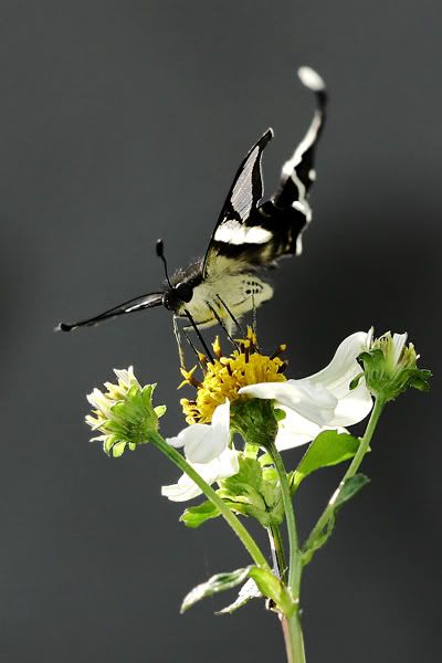 Image hosting by Photobucket