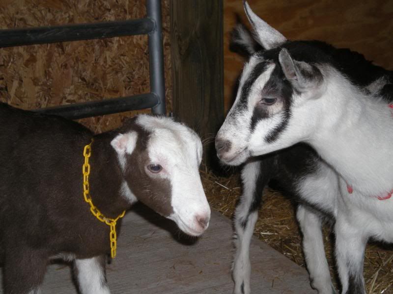 Finally got our goats - Goats