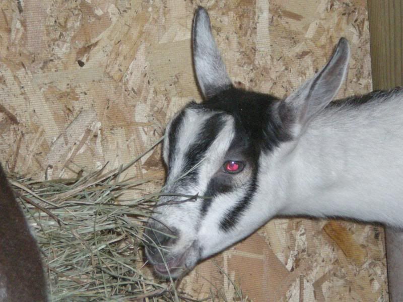 Finally got our goats - Goats