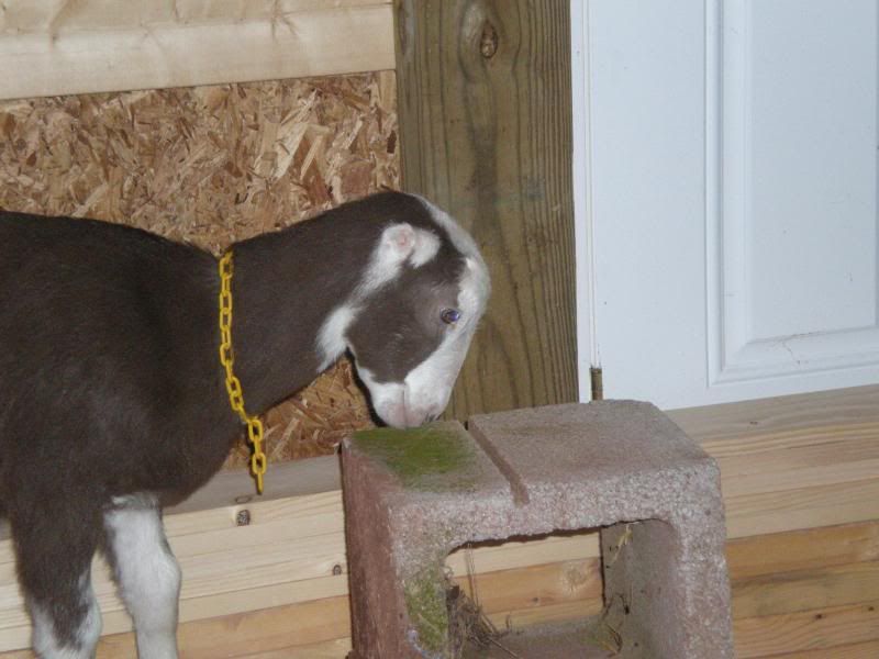 Finally got our goats - Goats