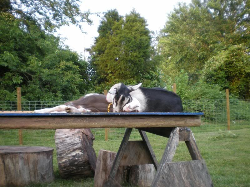 Goat best friends - Goats