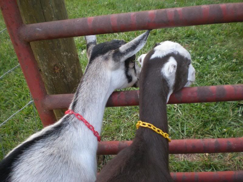 Goat best friends - Goats