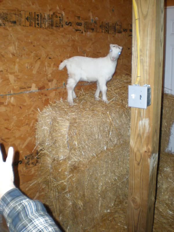 3 bales high - Goats