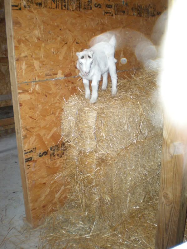 3 bales high - Goats