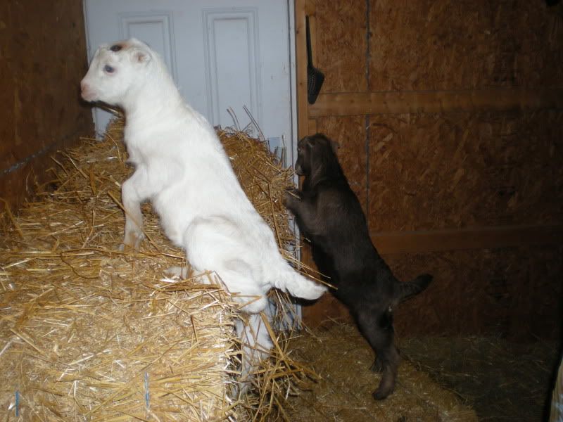 3 bales high - Goats