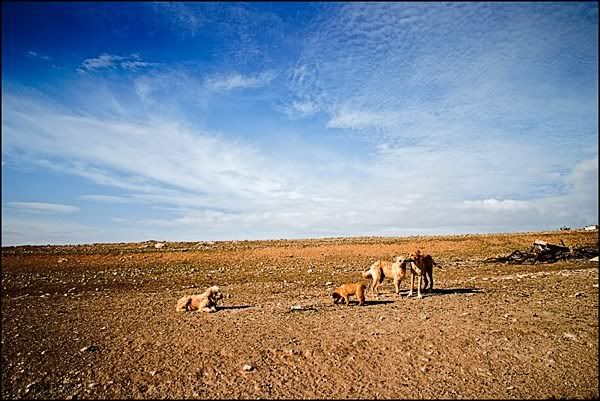 Perros pastores en la Alberca de Zancara