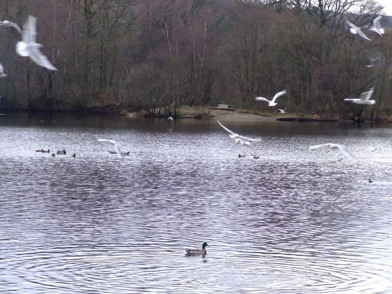 seagulls on the loch