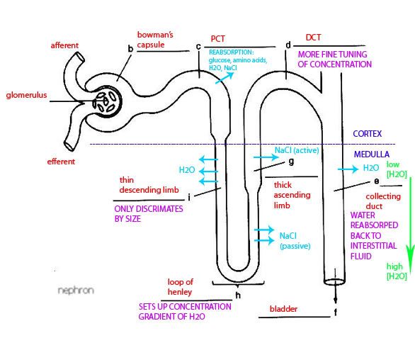 Nephron Diagram Photo by memyselfandivy | Photobucket