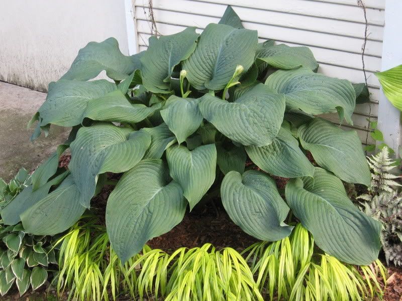 When can you transplant hostas?