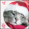 55.gif
