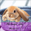 rabbit.gif