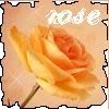 rose.jpg