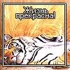 tigr.jpg