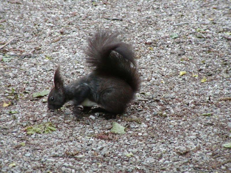 Vienna2007085.jpg