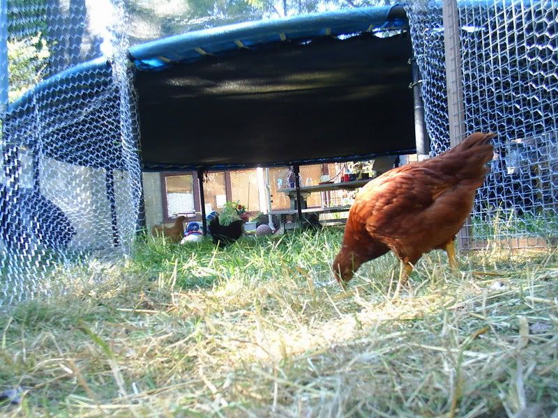 Chicken Coop Construction for the Poor and Unhandy - Page 9