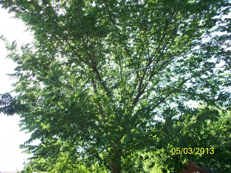 safe tree project need your help talk cockatiels forums safe tree project need your help talk cockatiels forums